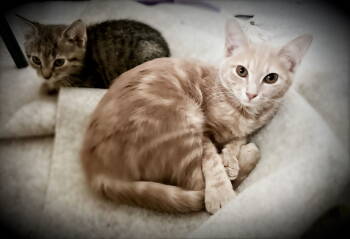 Rescue Domestic Short Hair Cats for Adoption - Sunny | PetCurious
