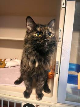 Domestic Long Hair Cats Available for Adoption in Los Angeles, California - Sassy | PetCurious