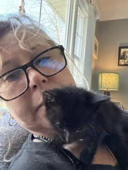 Domestic Short Hair Cats Available for Adoption in Wyoming, Michigan - Fry | PetCurious