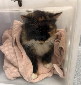 CUPID -  Domestic Long Hair Cat for Adoption in Indianapolis, Indiana - CUPID | PetCurious