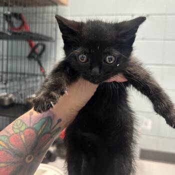 Soot -  Domestic Short Hair Cat for Adoption in Huntsville, Alabama - Soot | PetCurious
