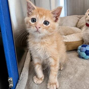 San Marcos 19 -  Domestic Short Hair Cat for Adoption in Austin, Texas - San Marcos 19 | PetCurious