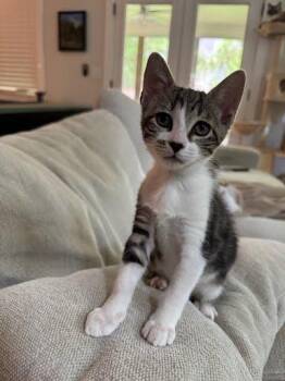 Delilah -  Domestic Medium Hair and Domestic Short Hair Cat for Adoption in Chamblee, Georgia - Delilah | PetCurious