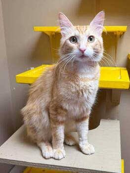 Waylon -  Domestic Medium Hair Cat for Adoption in Maryville, Missouri - Waylon | PetCurious