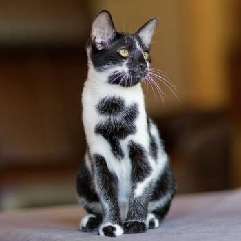 Pablo -  Domestic Short Hair Cat for Adoption in Sonora, California - Pablo | PetCurious