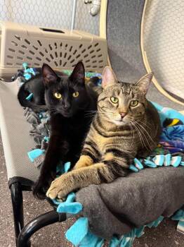 Larry & Curly -  Domestic Short Hair Cat for Adoption in Cowlesville, New York - Larry & Curly | PetCurious