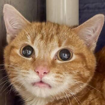 Domestic Short Hair Cats Available for Adoption - Fanta | PetCurious