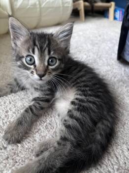 Mando -  Tabby Cat for Adoption in Columbia, South Carolina - Mando | PetCurious
