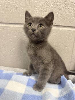 Sweet baby Blu -  Russian Blue and Domestic Short Hair Cat for Adoption in Burlington, North Carolina - Sweet Baby Blu | PetCurious