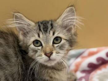 Ismael -  Domestic Medium Hair Cat for Adoption in Portland, Oregon - Ismael | PetCurious