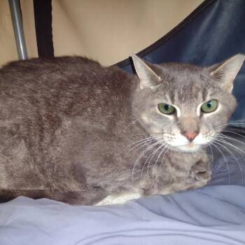 Domestic Short Hair Cats Available for Adoption in Rockford, Michigan - Max - Bonded W/Erma | PetCurious