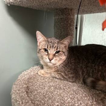 Rescue Domestic Short Hair Cats for Adoption in South Elgin, Illinois - Jinger | PetCurious