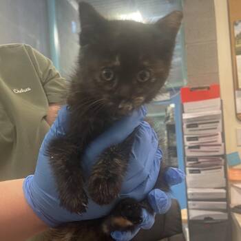 Victory -  Domestic Short Hair Cat for Adoption in Port Townsend, Washington - Victory | PetCurious