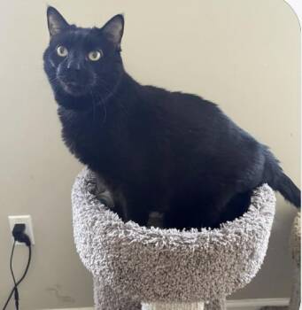 Leia (declawed) -  Domestic Short Hair Cat for Adoption in Warrington, Pennsylvania - Leia (declawed) | PetCurious