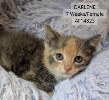 Darlene -  Domestic Short Hair Cat for Adoption - Darlene | PetCurious