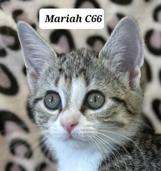 Mariah -  Domestic Short Hair Cat for Adoption in Morganton, North Carolina - Mariah | PetCurious