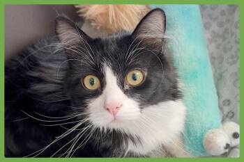 Figgy -  Domestic Long Hair Cat for Adoption in Amherst, Massachusetts - Figgy | PetCurious