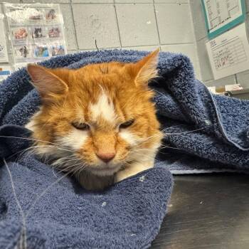Cheesecloth -  Domestic Medium Hair Cat for Adoption in West Olive, Michigan - Cheesecloth | PetCurious