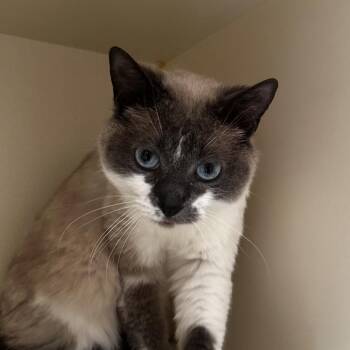 Ping Pong -  Snowshoe Cat for Adoption in Murray, Utah - Ping Pong | PetCurious