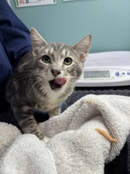 Trucker Dan -  Domestic Short Hair Cat for Adoption in Sherwood, Oregon - Trucker Dan | PetCurious