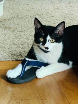 Rescue Domestic Short Hair Cats for Adoption in Charlotte, North Carolina - Danny And Joey. BONDED | PetCurious