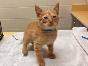 RAFIKI -  Domestic Short Hair Cat for Adoption in Colorado Springs, Colorado - RAFIKI | PetCurious