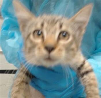 A477871 -  Domestic Short Hair Cat for Adoption in Oklahoma City, Oklahoma - A477871 | PetCurious
