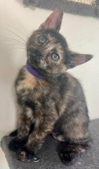Ponyta -  Domestic Short Hair Cat for Adoption in Millcreek, Utah - Ponyta | PetCurious