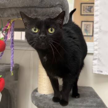 Bandit -  Domestic Short Hair Cat for Adoption in Blairsville, Georgia - Bandit | PetCurious