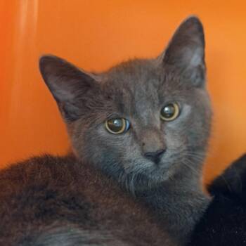Billy -  Domestic Short Hair Cat for Adoption in Houston, Texas - Billy | PetCurious