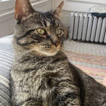 Rescue Domestic Short Hair Cats for Adoption in Chicago, Illinois - Tiger | PetCurious