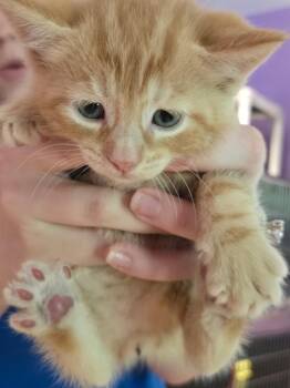Domestic Short Hair Cats Available for Adoption in Cambridge, Maryland - Bumblebee | PetCurious