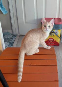 Aperol -  Domestic Short Hair Cat for Adoption in San Antonio, Texas - Aperol | PetCurious