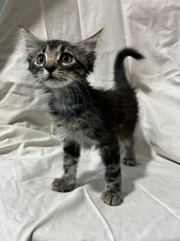 Taurus -  Domestic Medium Hair and Domestic Short Hair Cat for Adoption in New Orleans, Louisiana - Taurus | PetCurious
