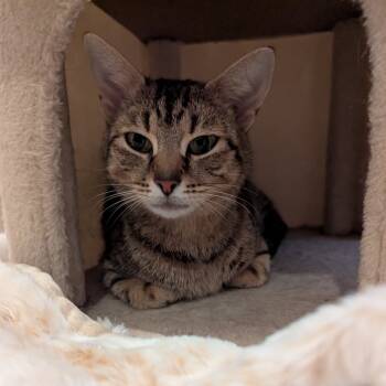Rescue Domestic Short Hair Cats for Adoption in Baltimore, Maryland - Diana | PetCurious