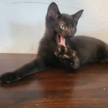 Loki -  Domestic Medium Hair Cat for Adoption in Portage, Michigan - Loki | PetCurious