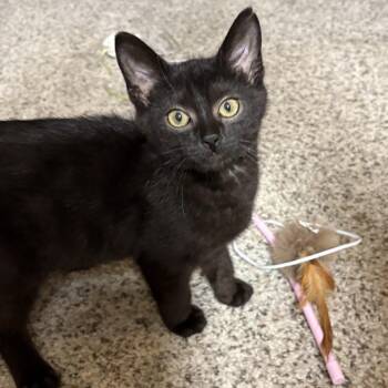 Stormy -  Domestic Short Hair Cat for Adoption in Garden City, Michigan - Stormy | PetCurious