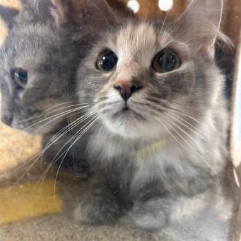 Domestic Short Hair Cats Available for Adoption in Barnstable, Massachusetts - BLU | PetCurious