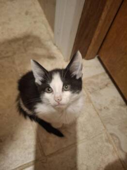 Lucille S. -  Domestic Short Hair Cat for Adoption in West Peoria, Illinois - Lucille S. | PetCurious