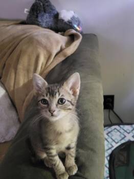 Rescue Domestic Short Hair Cats for Adoption - Reese | PetCurious