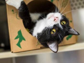 Shania Twain -  Domestic Short Hair Cat for Adoption in Raleigh, North Carolina - Shania Twain | PetCurious