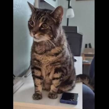 Tig -  Domestic Short Hair Cat for Adoption in Prescott, Arizona - Tig | PetCurious