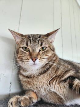 Charlotte -  Domestic Short Hair and Tabby Cat for Adoption in Magnolia Springs, Alabama - Charlotte | PetCurious
