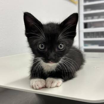 Otto O3 -  Domestic Short Hair Cat for Adoption in Edinburg, Texas - Otto O3 | PetCurious