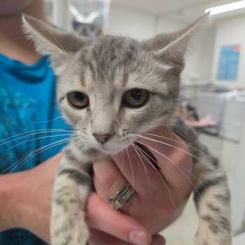 Bathilda -  Domestic Short Hair Cat for Adoption in Fredericksburg, Virginia - Bathilda | PetCurious