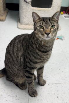 Rescue Domestic Short Hair Cats for Adoption in Champaign, Illinois - Bernie | PetCurious