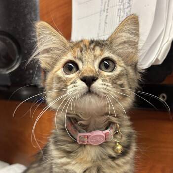 Laverne -  Domestic Long Hair Cat for Adoption in Sonora, California - Laverne | PetCurious
