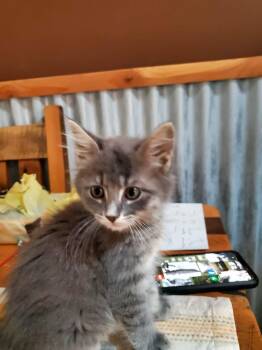 Bitcoin -  Domestic Long Hair Cat for Adoption in Manhattan, Kansas - Bitcoin | PetCurious