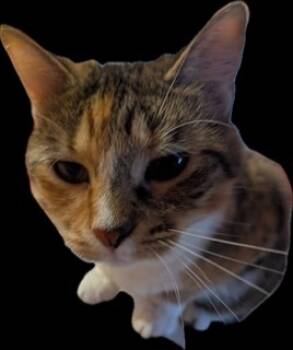 Rescue Domestic Short Hair Cats for Adoption in Grand Junction, Colorado - Mama | PetCurious