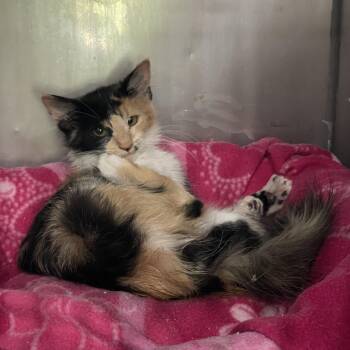 Josie -  Domestic Medium Hair Cat for Adoption in Prescott, Arizona - Josie | PetCurious